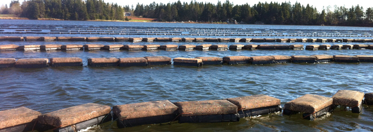 A panoramic view of an oyster farming operation at low tide, showcasing rows of oyster cages aligned neatly over calm waters. The floating cages, covered in mesh for protection and growth of oysters, form an intricate pattern across the water. In the background, a lush tree line under a clear sky marks the edge of the tidal area.