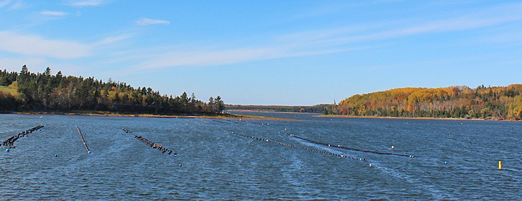 Rows of aquaculture lease markers floating on the water surface, with a backdrop of lush green trees on a coastline under a clear blue sky.